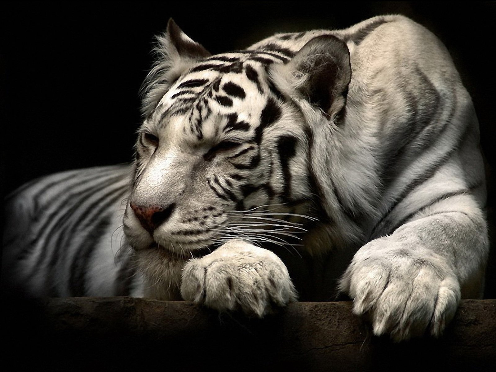 White Tiger Wallpapers