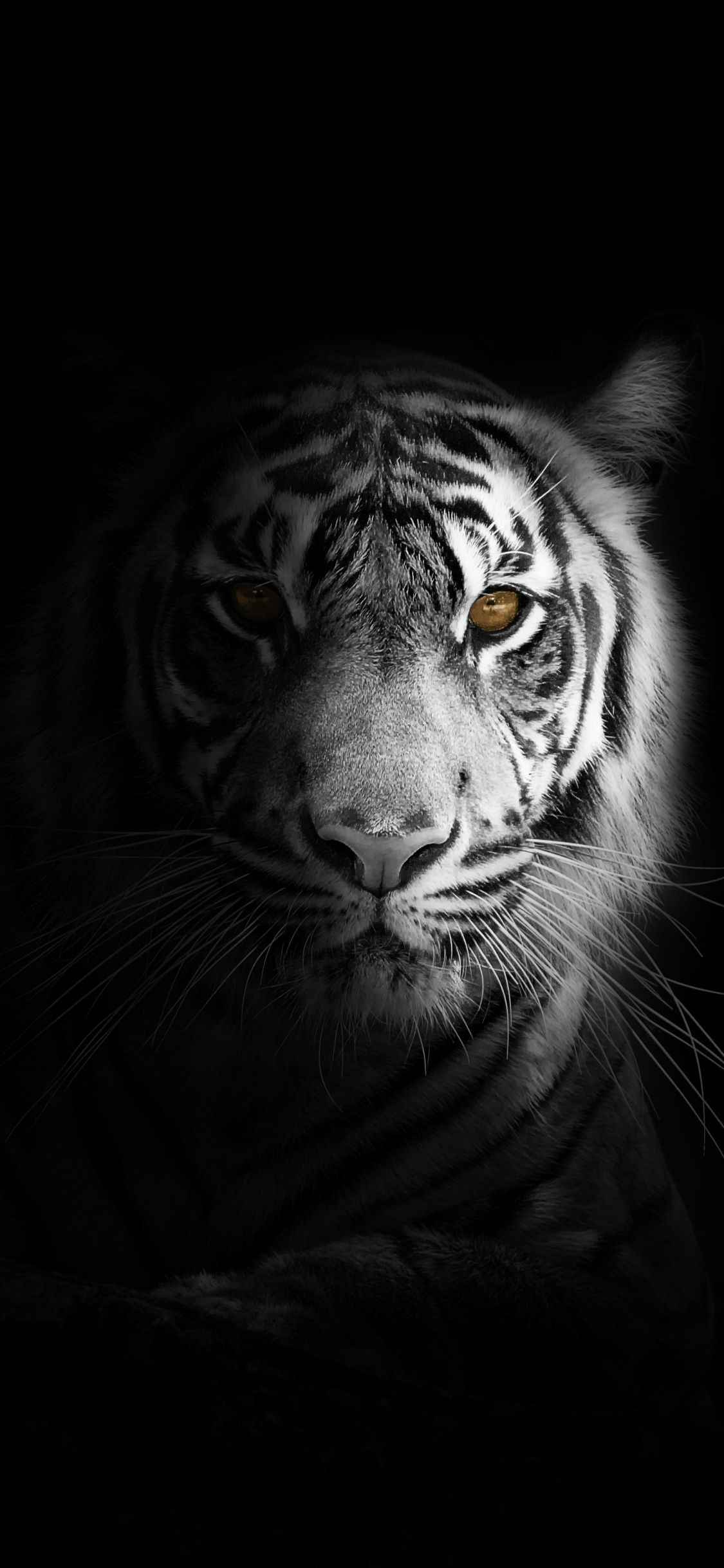 White Tiger Wallpapers