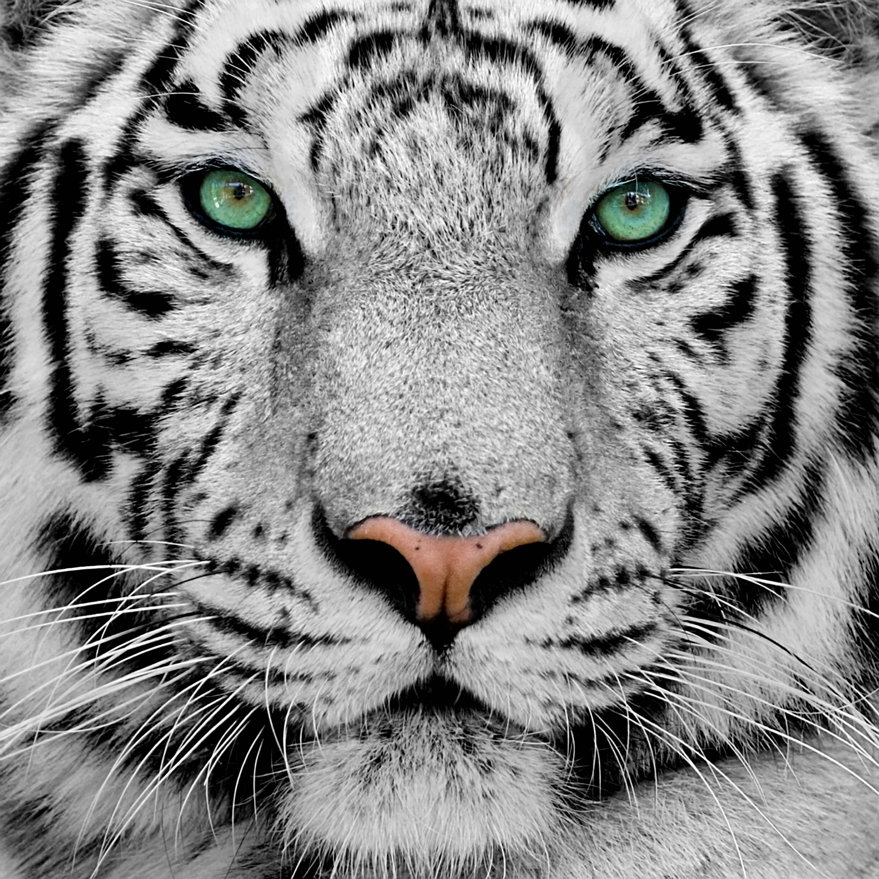 White Tiger Wallpapers