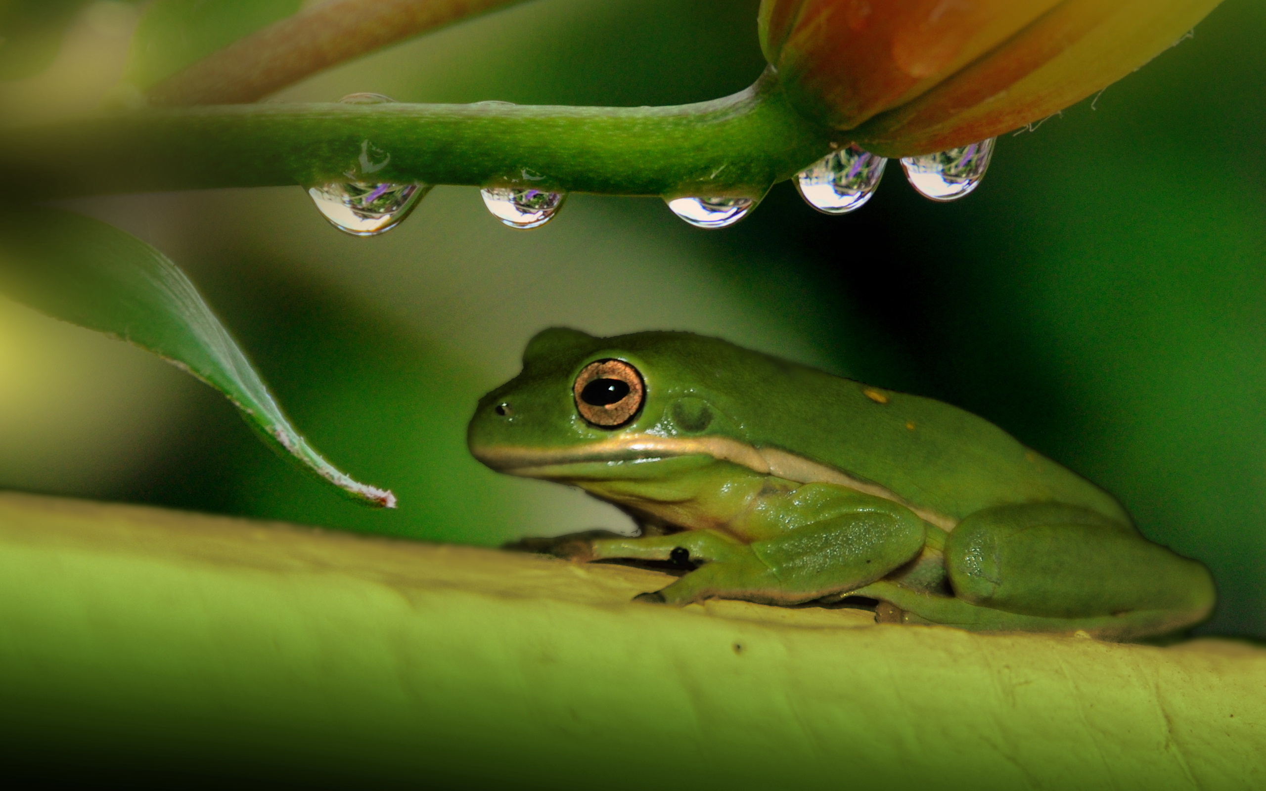 White-Lipped Tree Frog Wallpapers