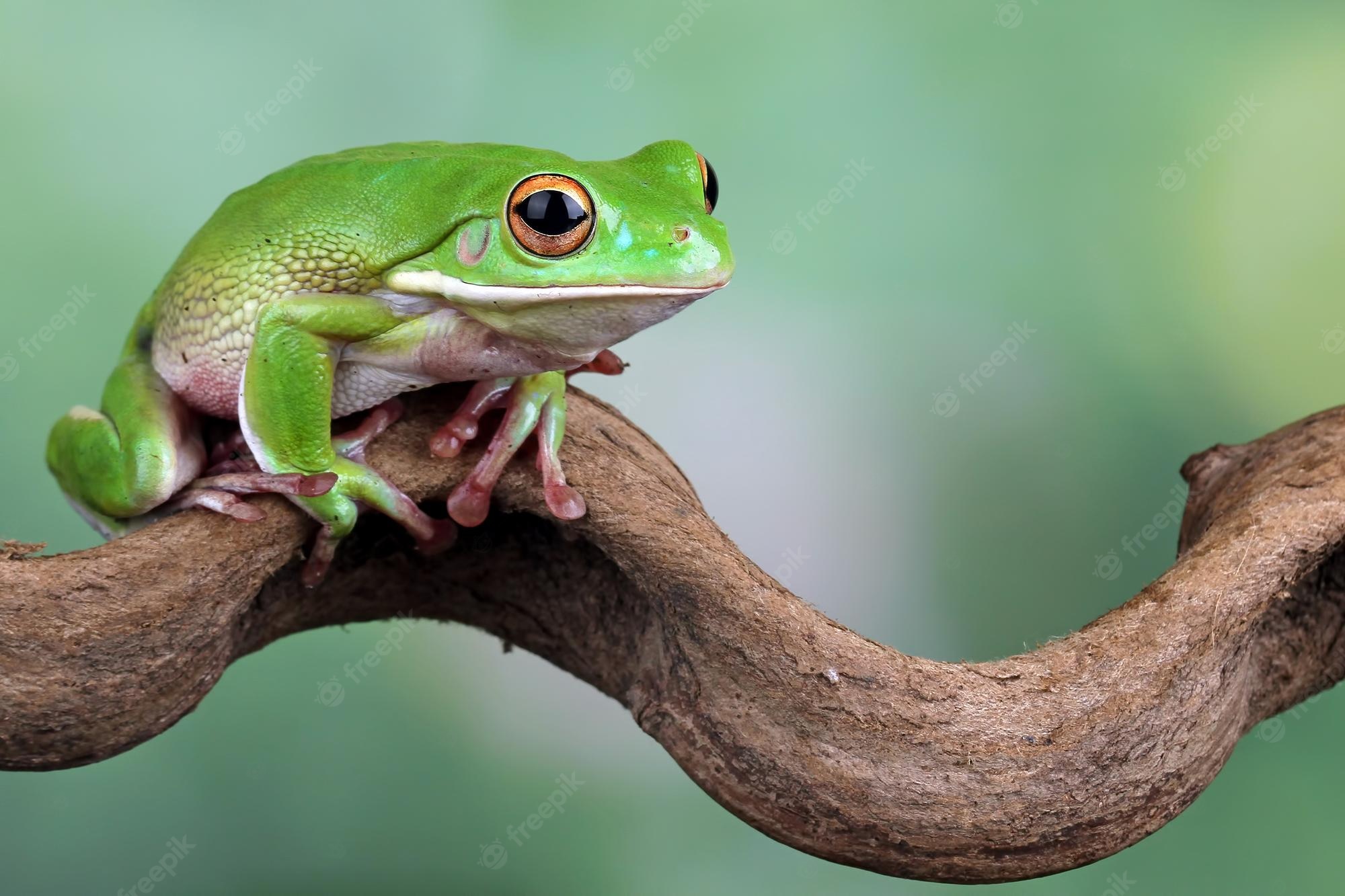 White-Lipped Tree Frog Wallpapers