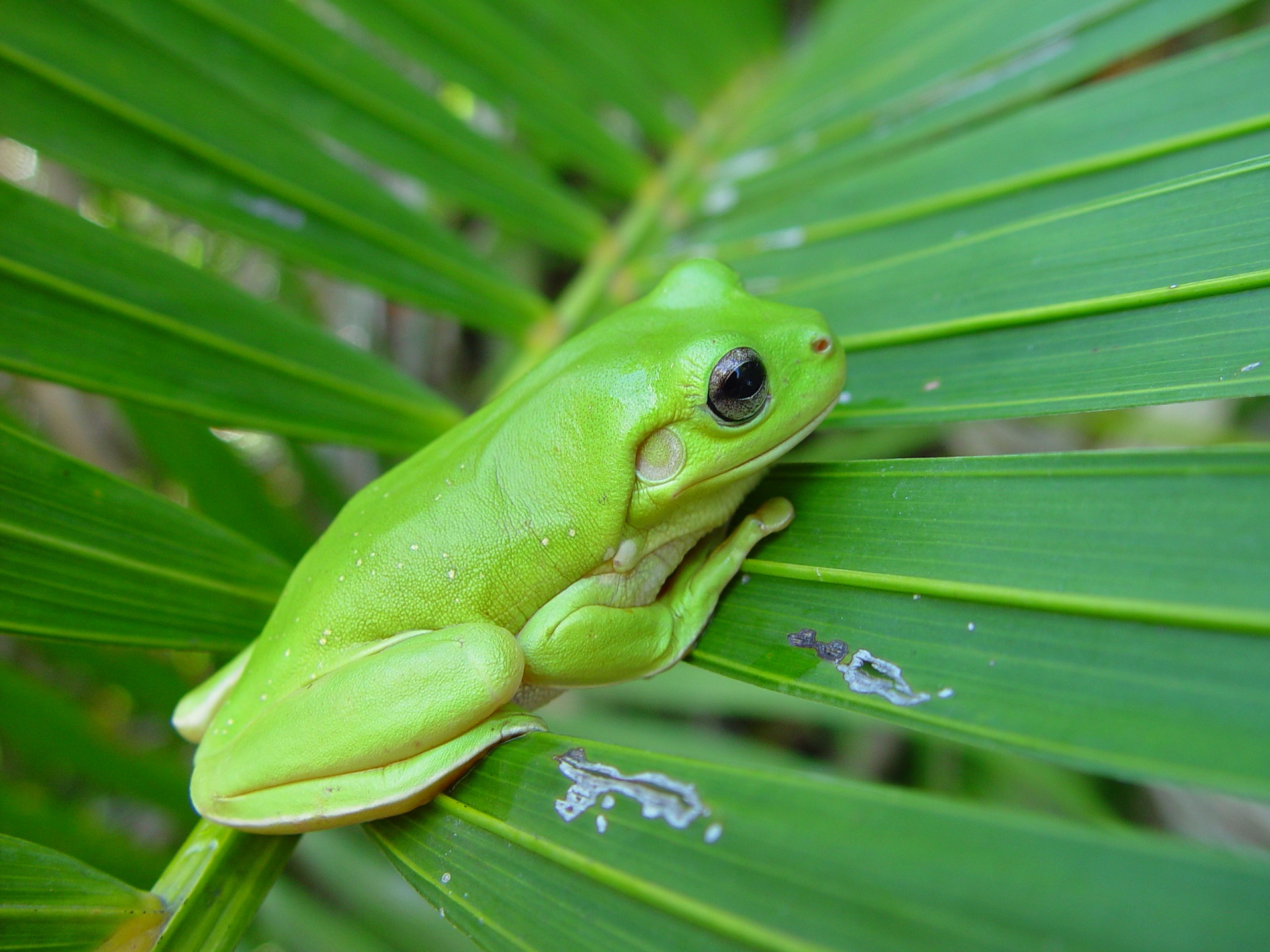 White-Lipped Tree Frog Wallpapers