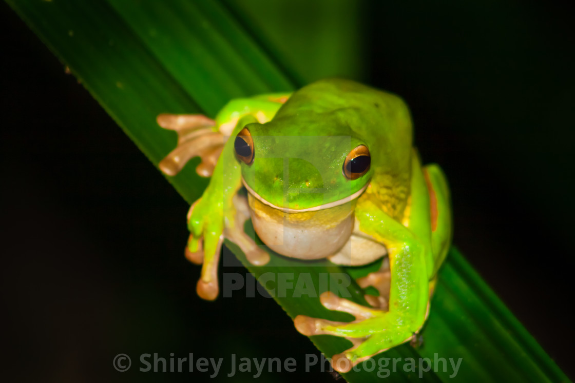 White-Lipped Tree Frog Wallpapers