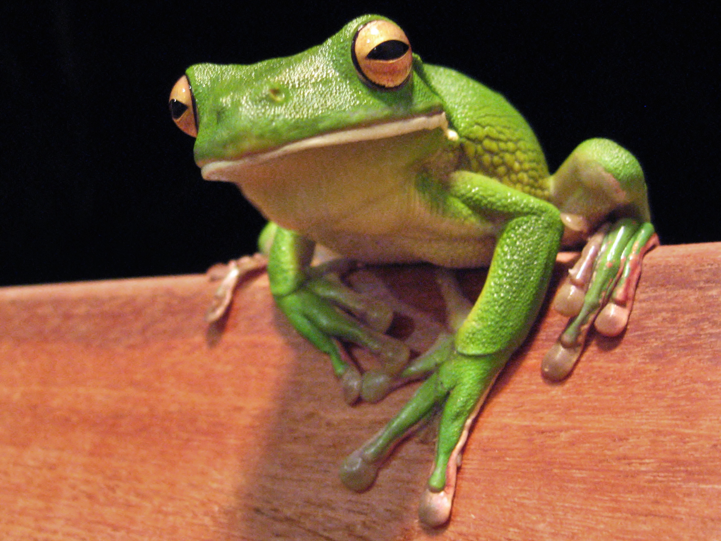 White-Lipped Tree Frog Wallpapers