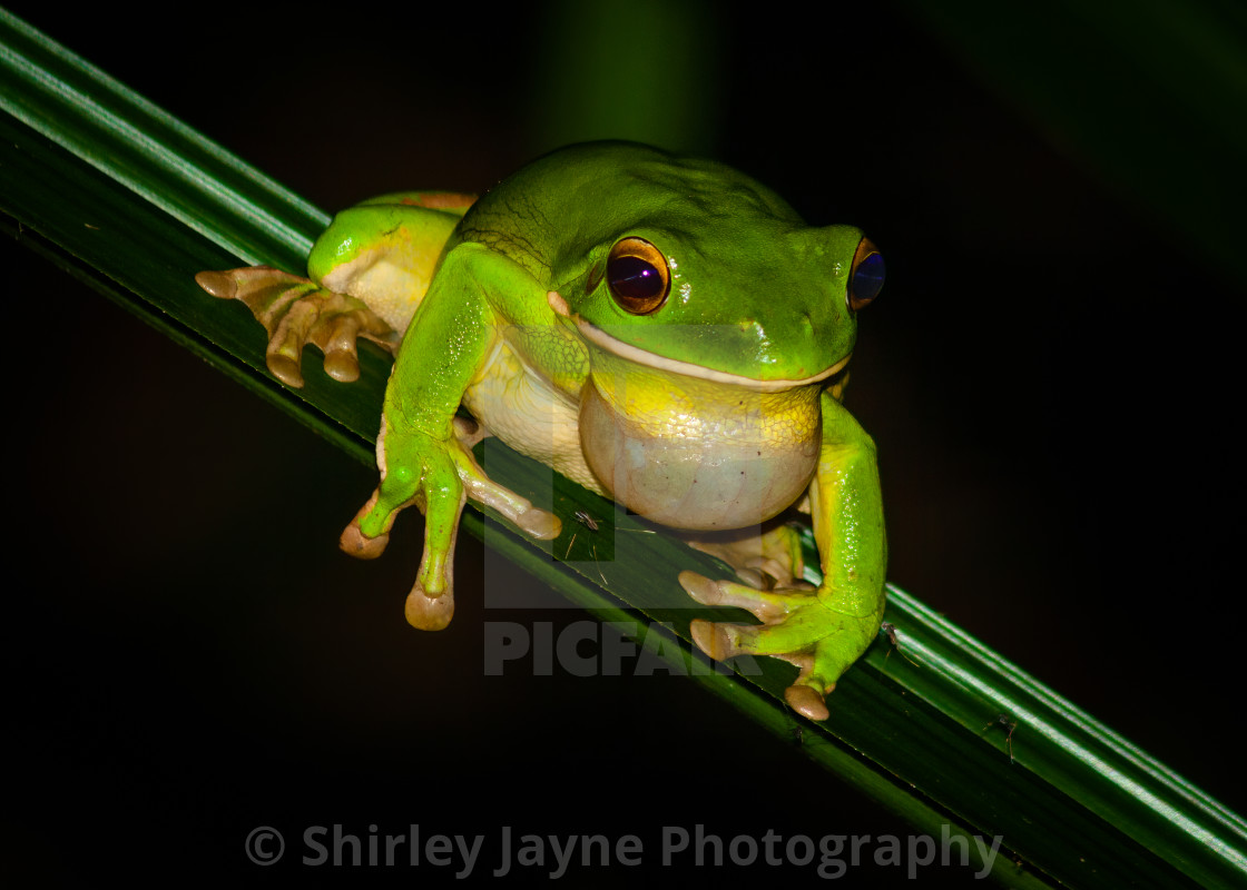 White-Lipped Tree Frog Wallpapers