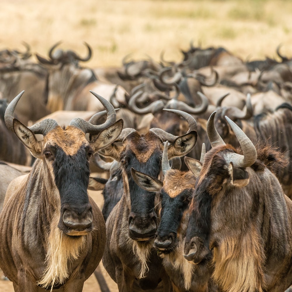 Wildebeest Wallpapers