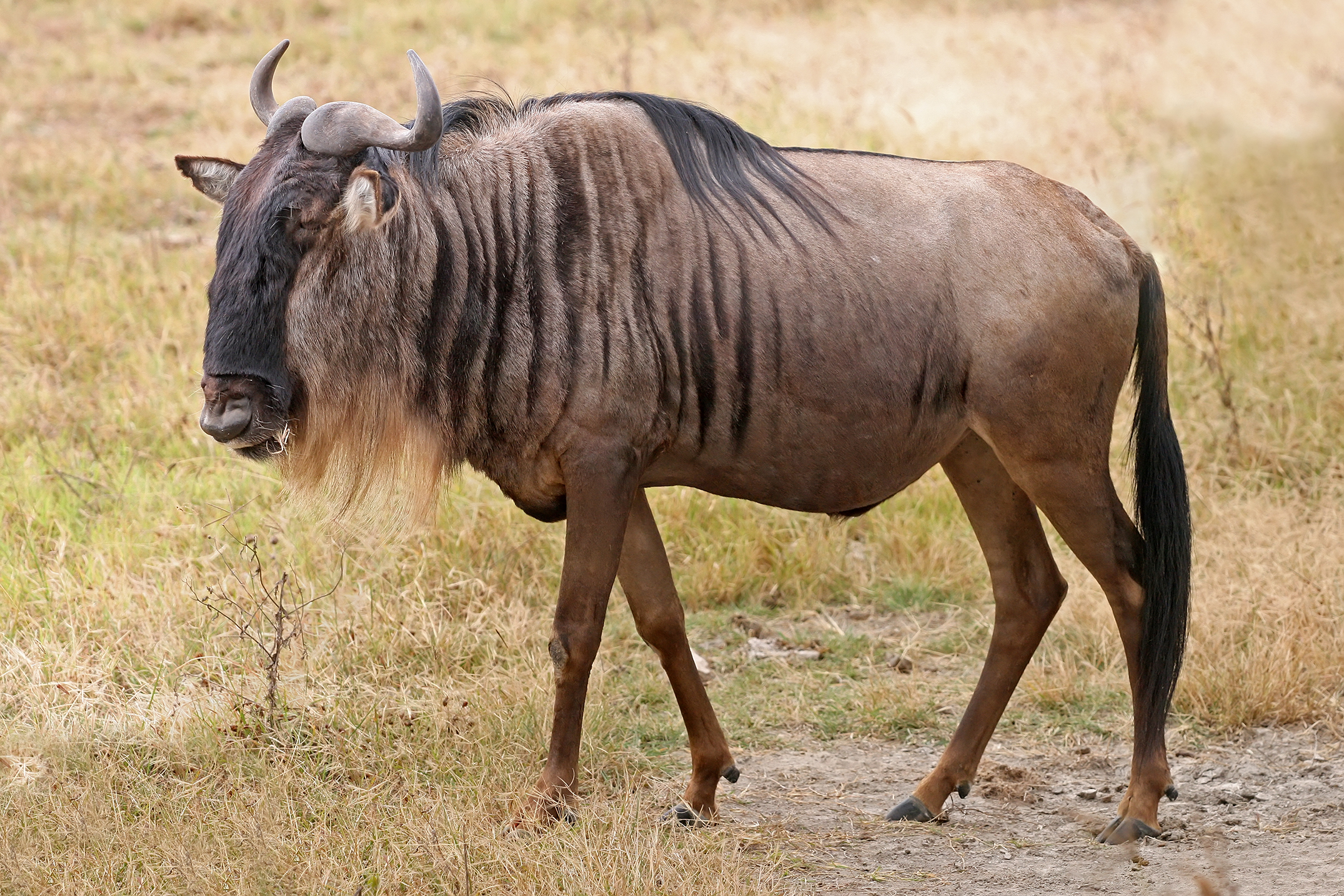 Wildebeest Wallpapers