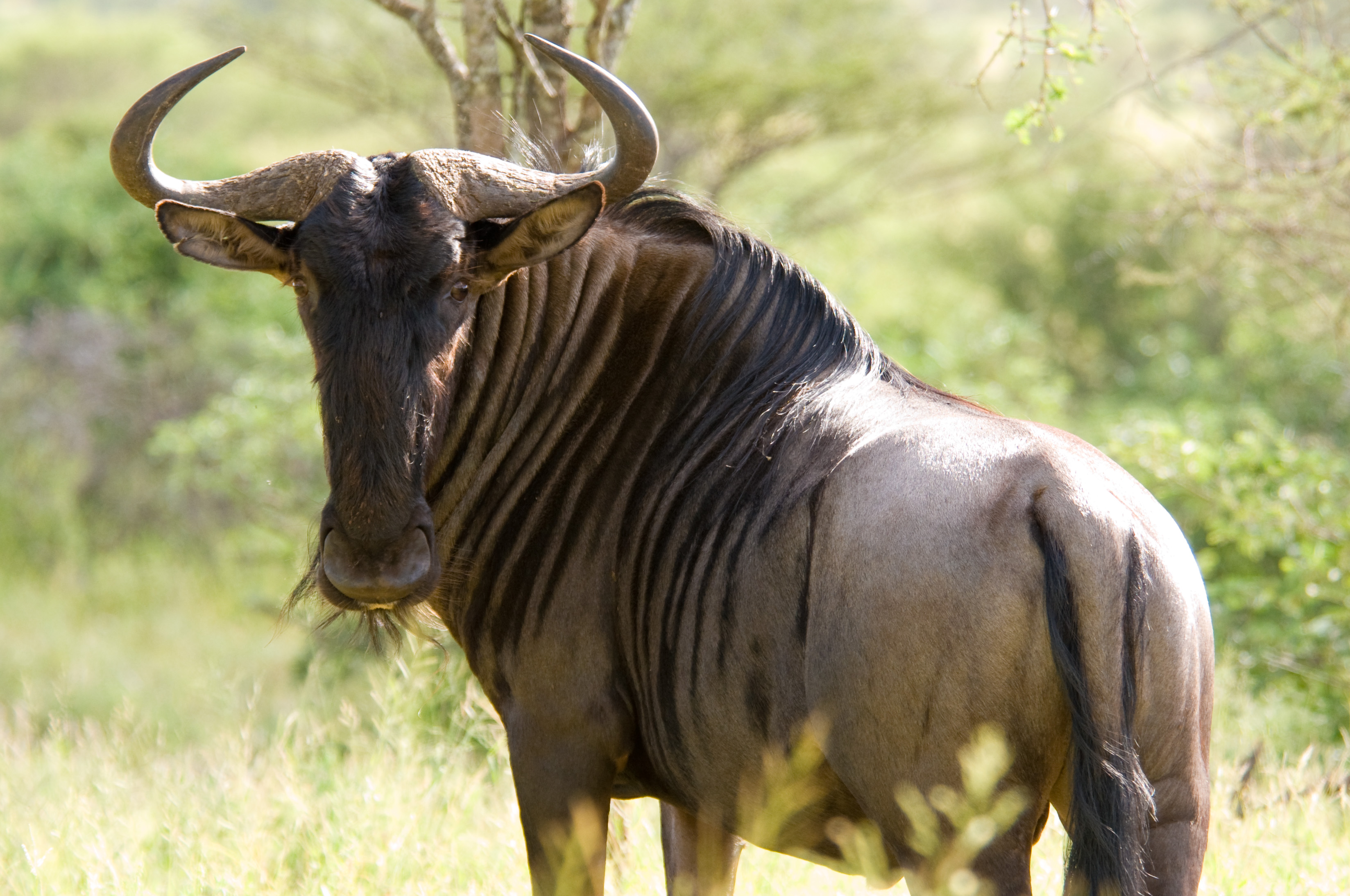 Wildebeest Wallpapers