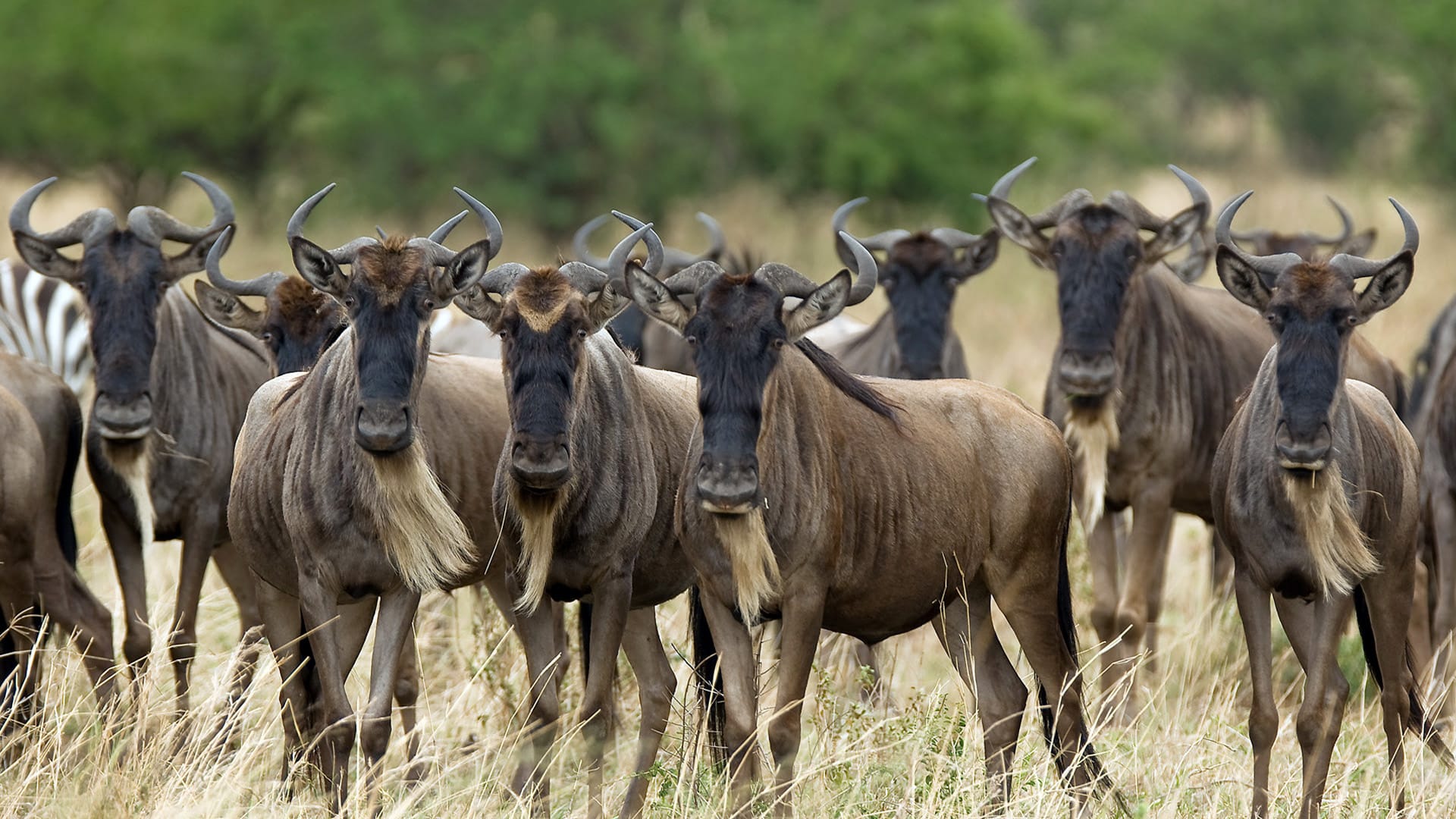 Wildebeest Wallpapers