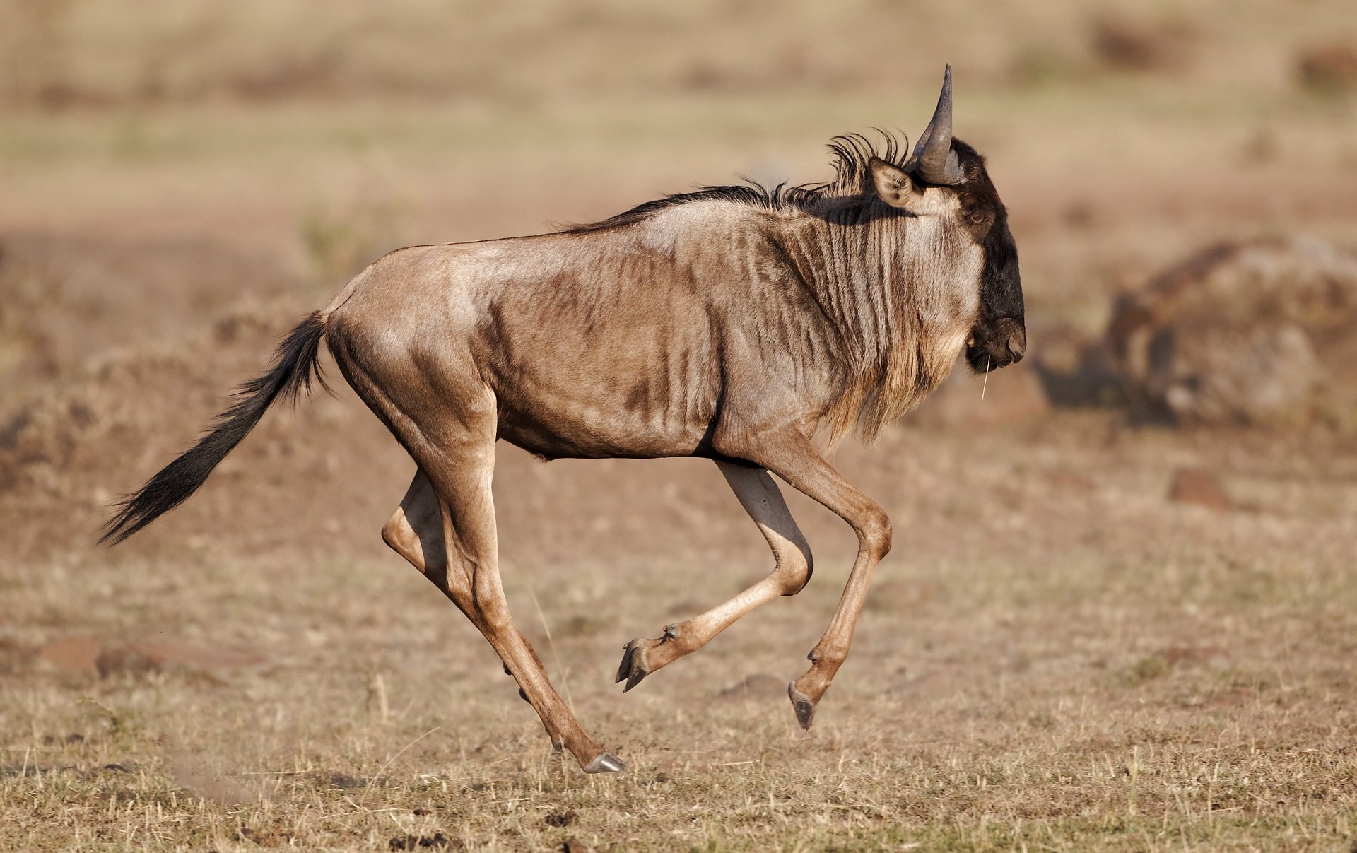 Wildebeest Wallpapers