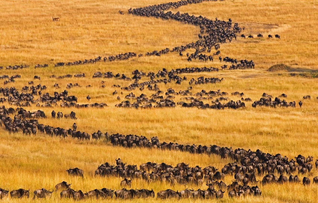 Wildebeest Wallpapers