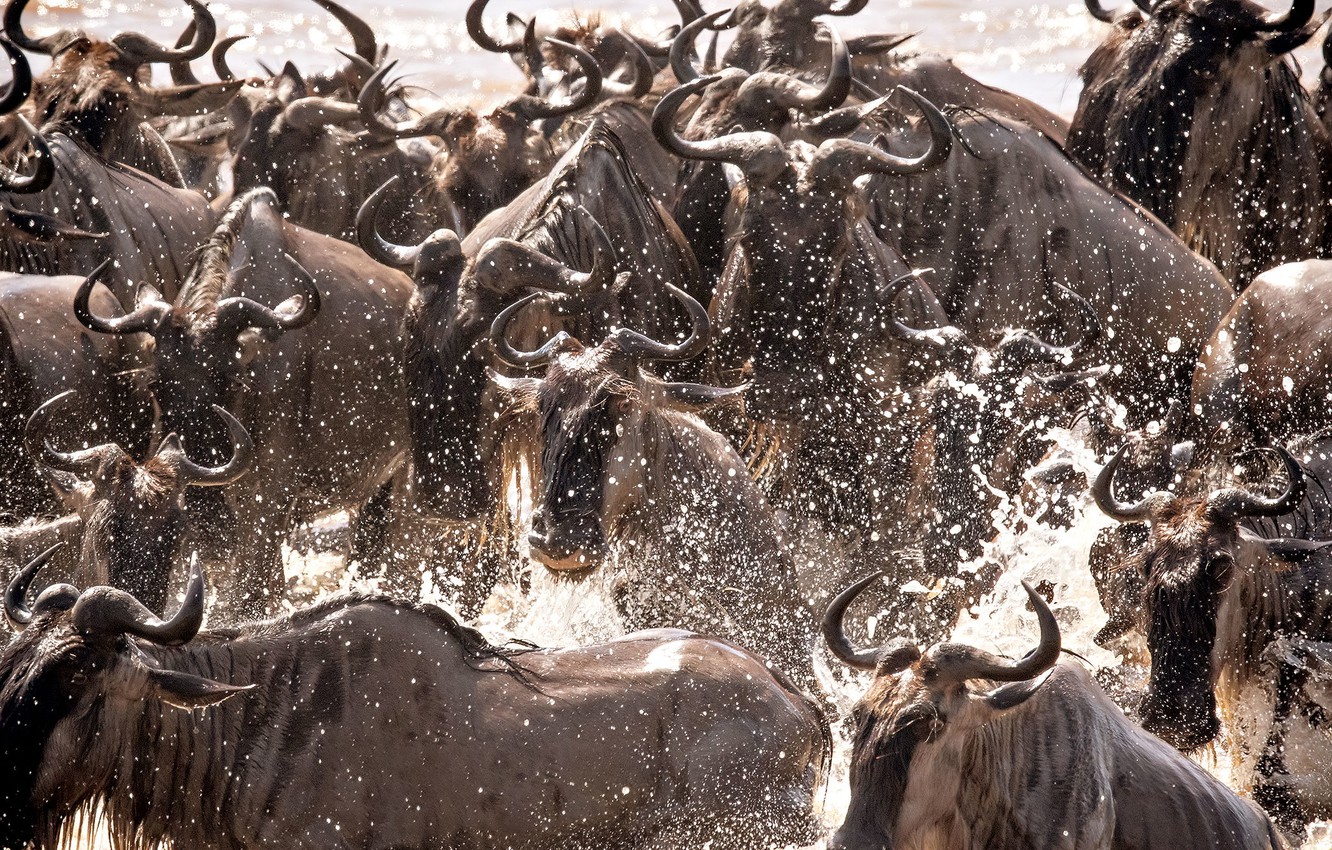 Wildebeest Wallpapers