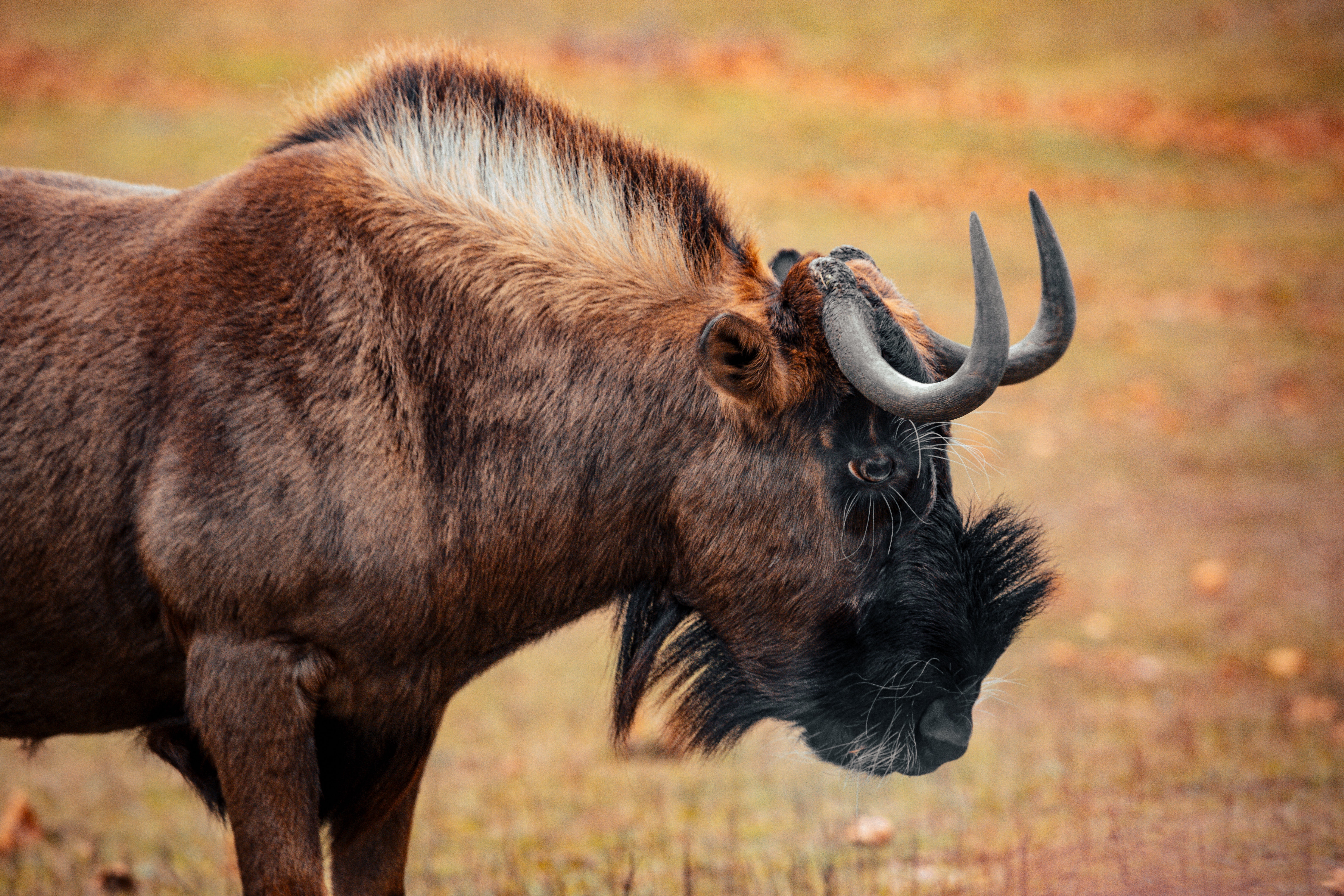 Wildebeest Wallpapers