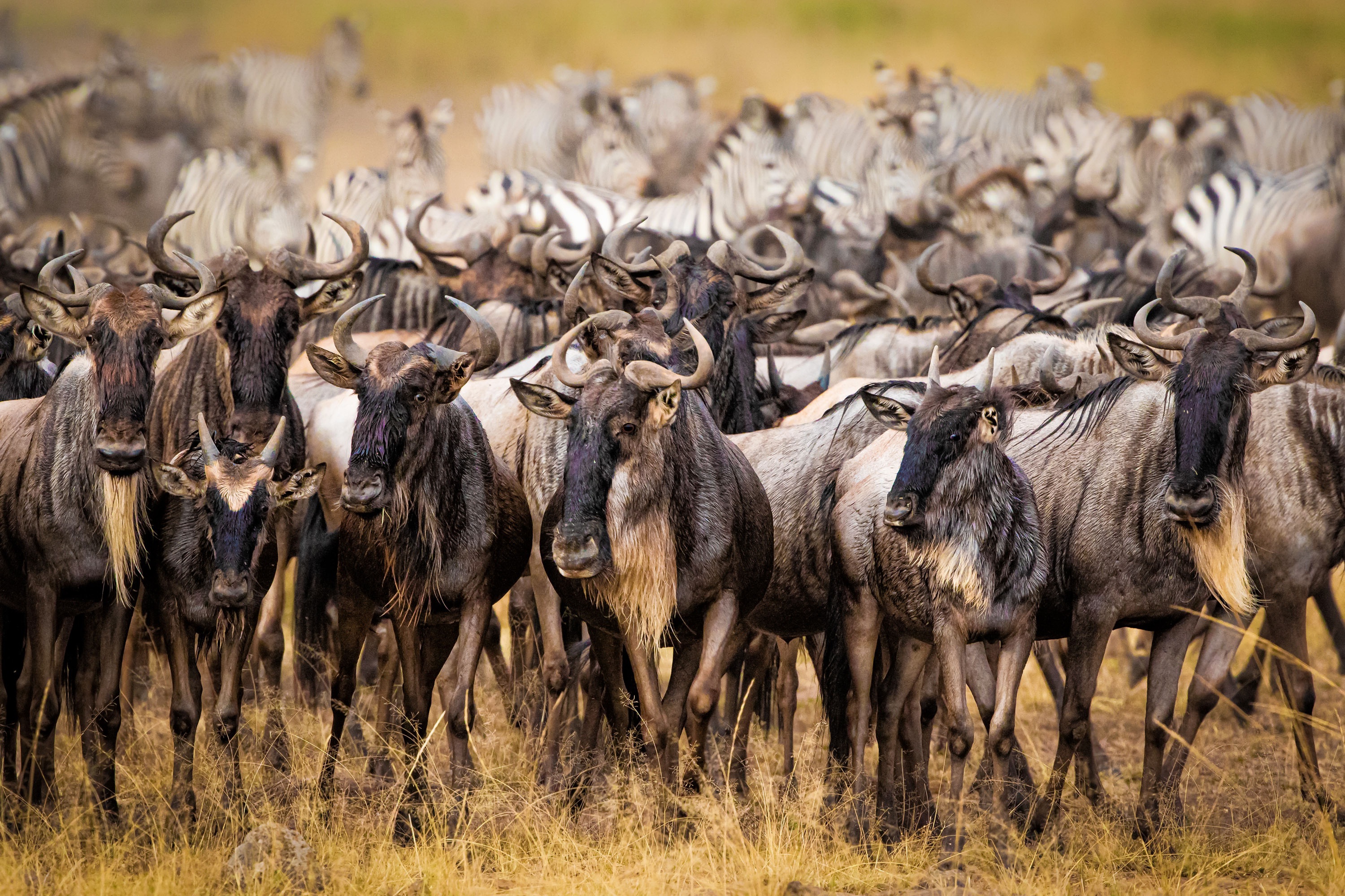 Wildebeest Wallpapers