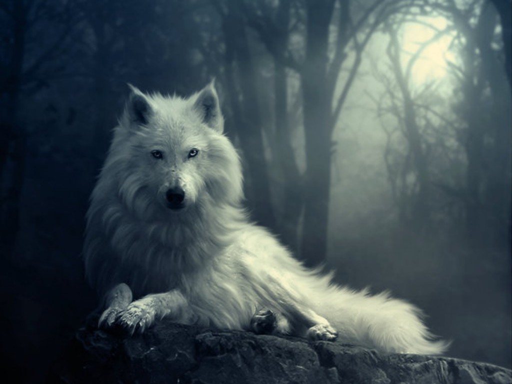 Wolf Wallpapers