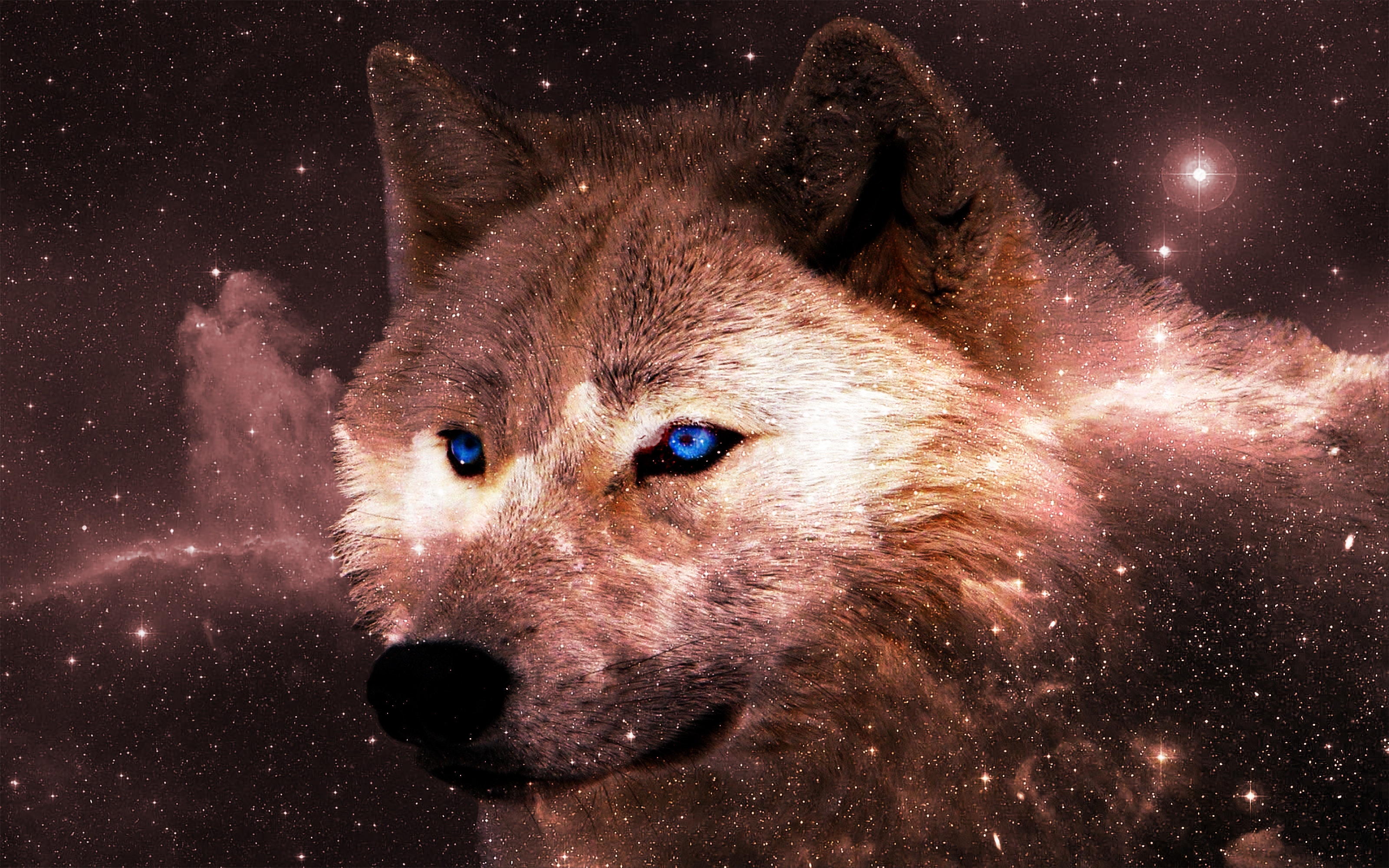 Wolf Wallpapers