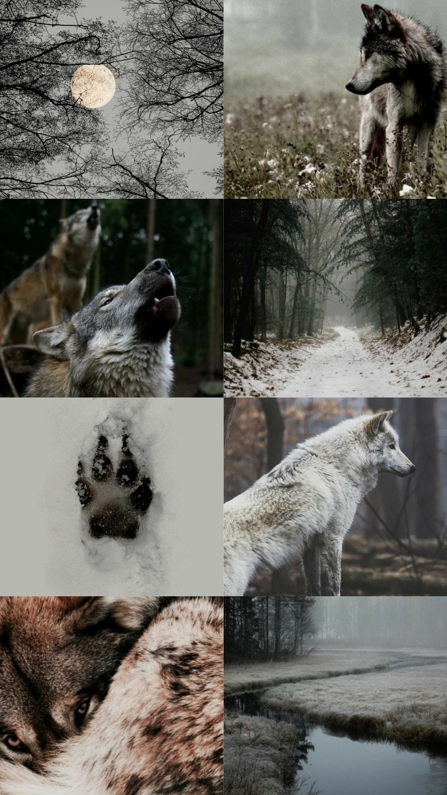 Wolf Aesthetic Wallpapers