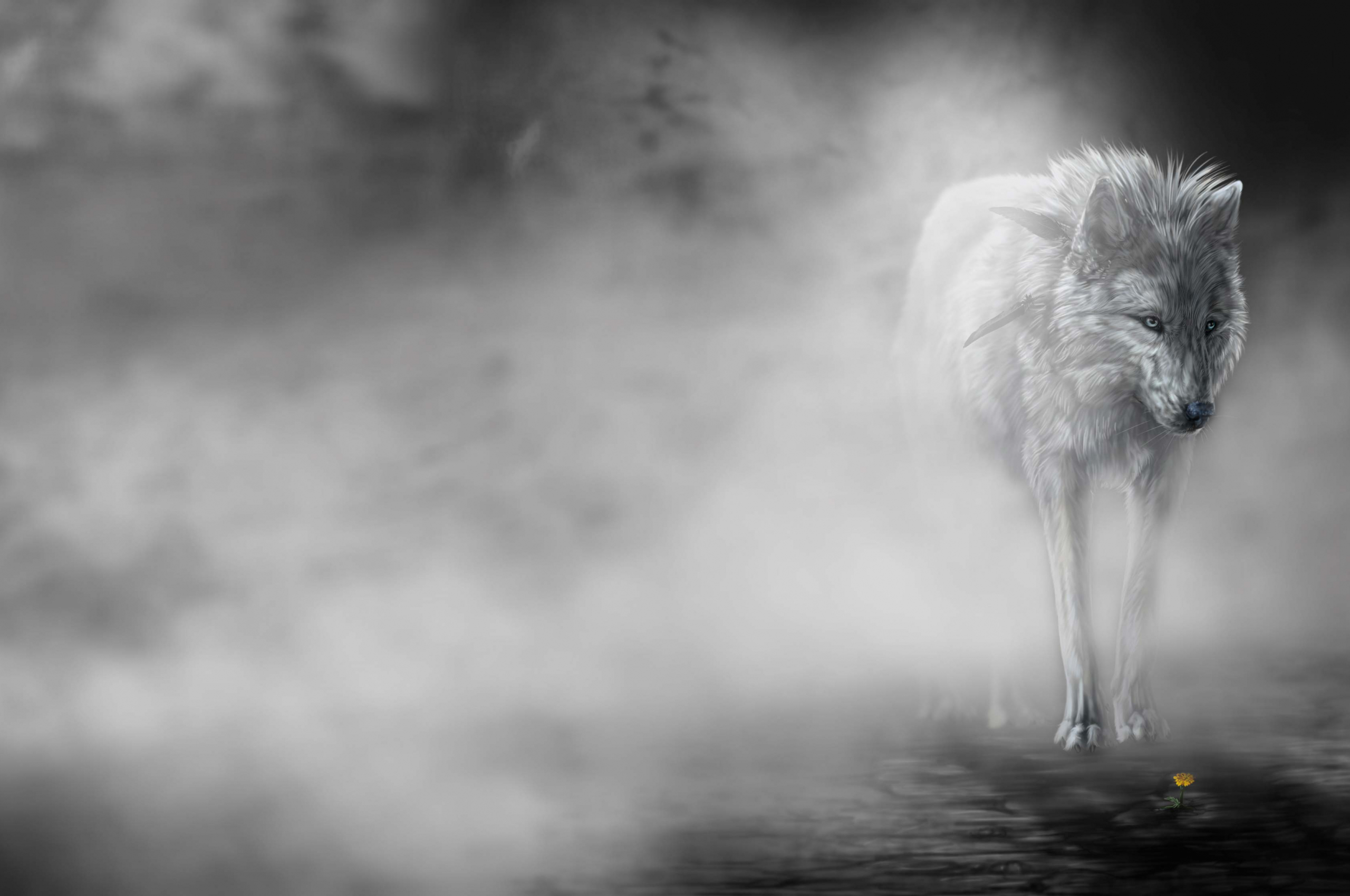 Wolf Aesthetic Wallpapers