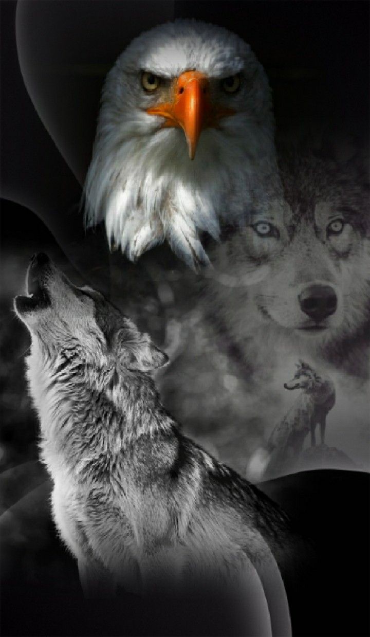 Wolf And Eagle Wallpapers