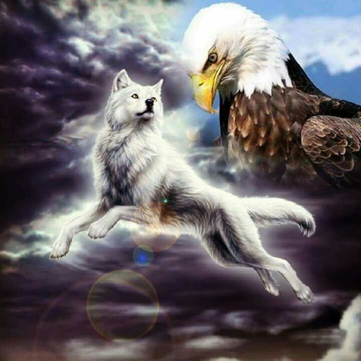 Wolf And Eagle Wallpapers