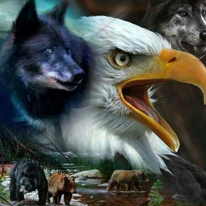 Wolf And Eagle Wallpapers