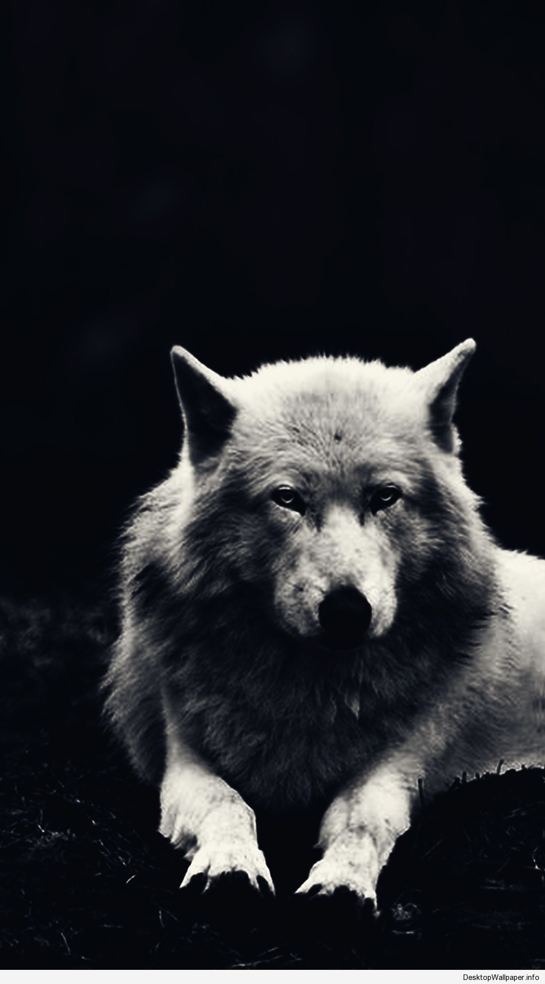 Wolf Android Wallpapers