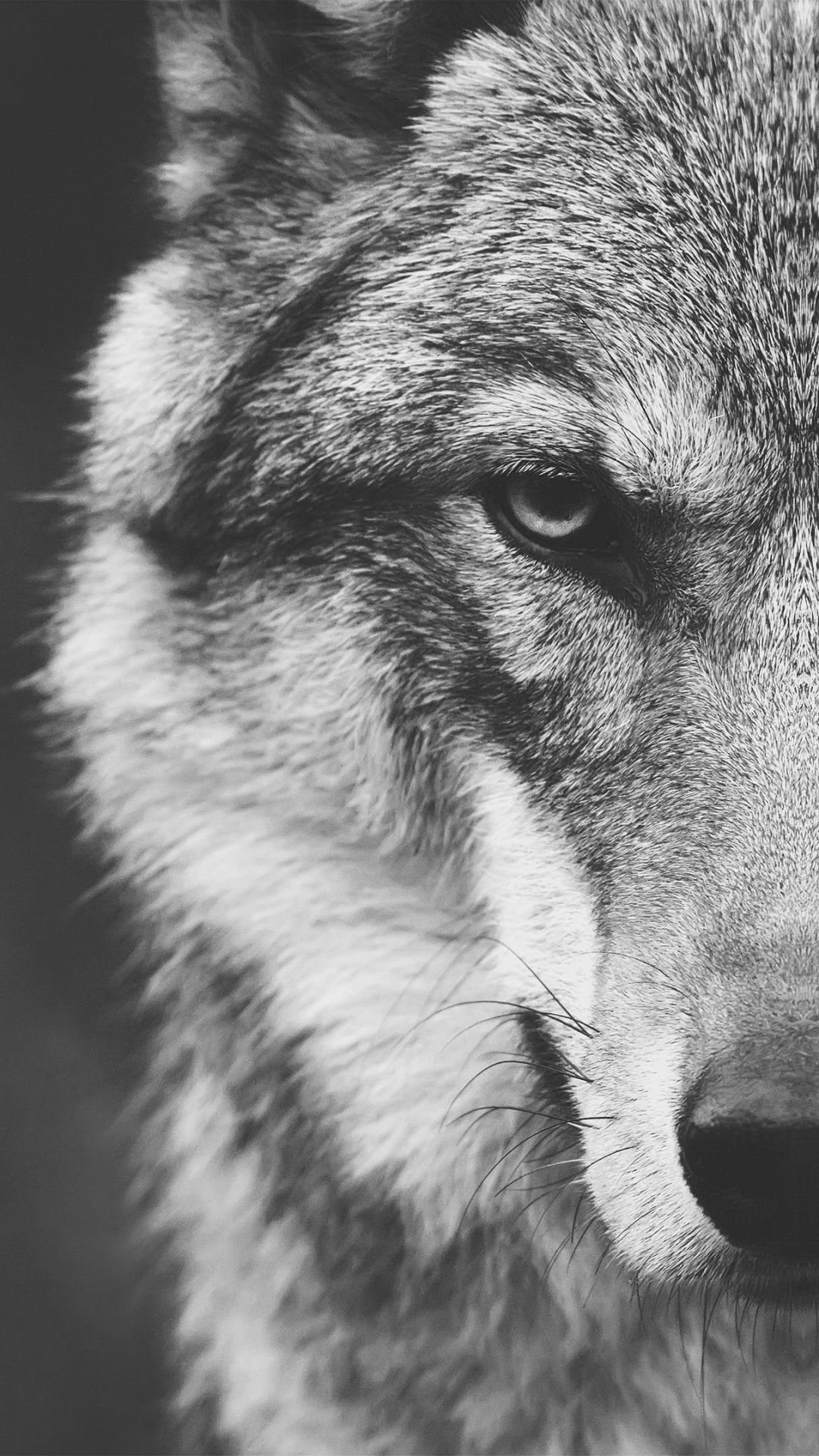 Wolf Android Wallpapers