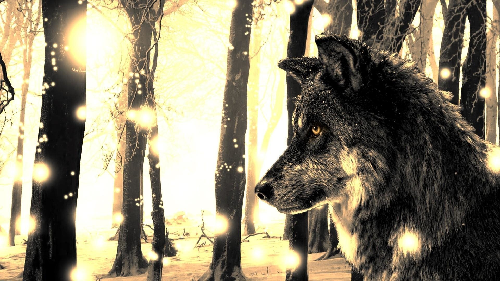 Wolf Android Wallpapers