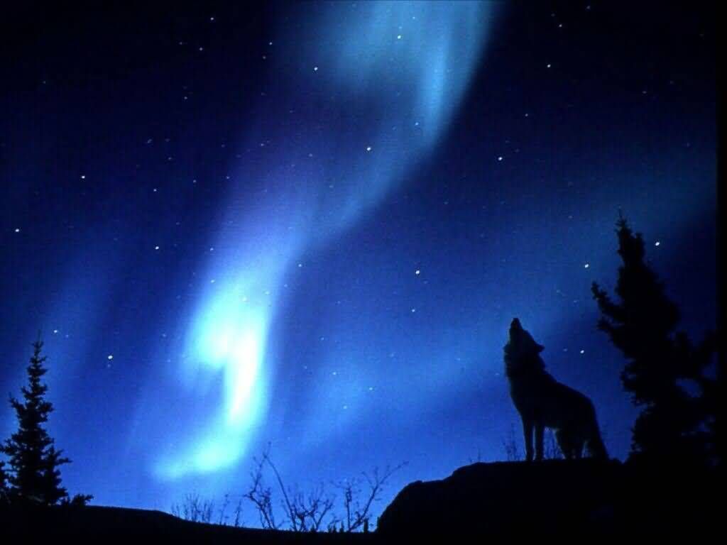 Wolf Aurora Borealis Wallpapers