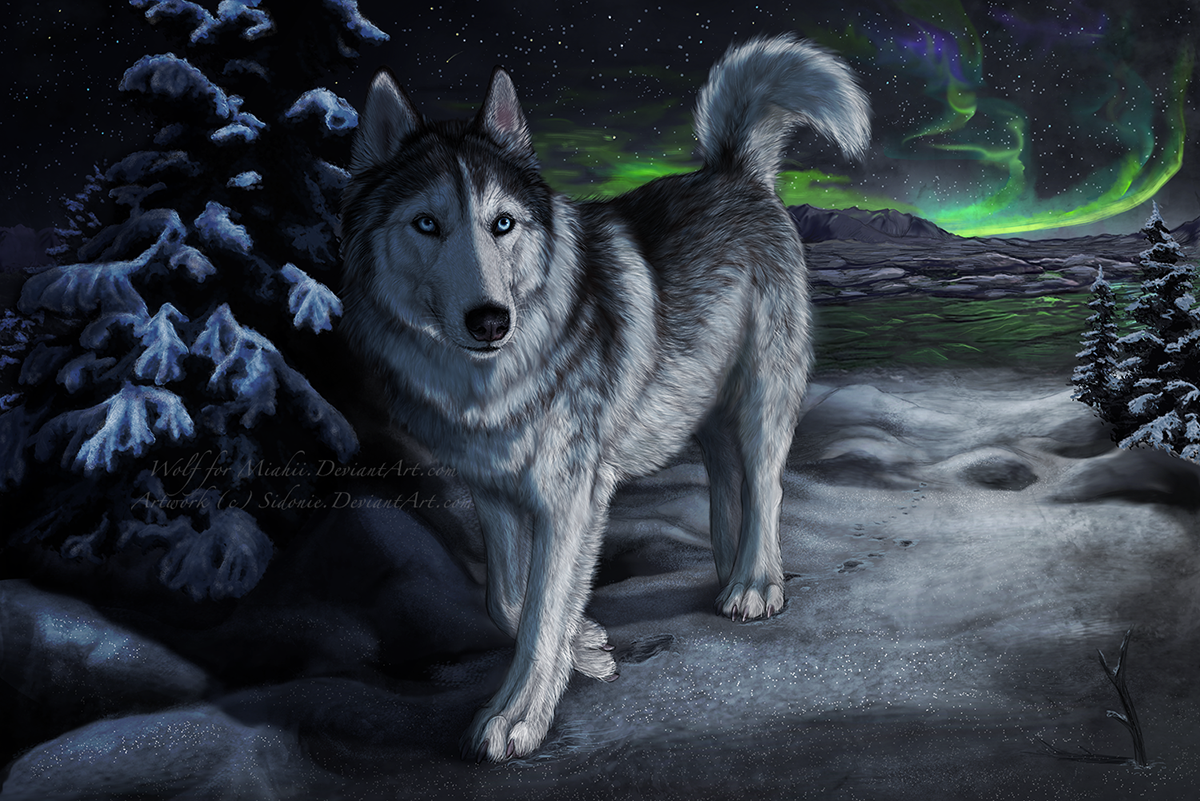 Wolf Aurora Borealis Wallpapers