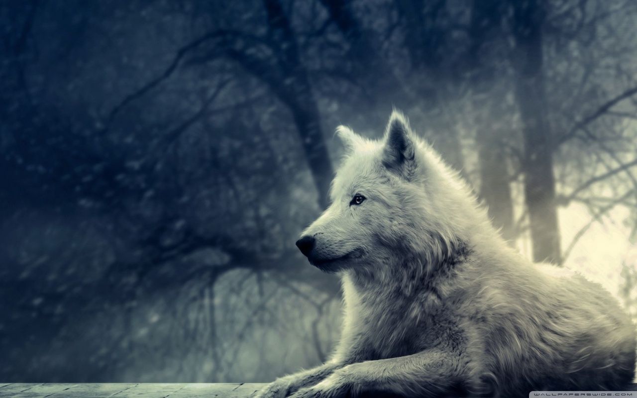 Wolf Desktop Wallpapers