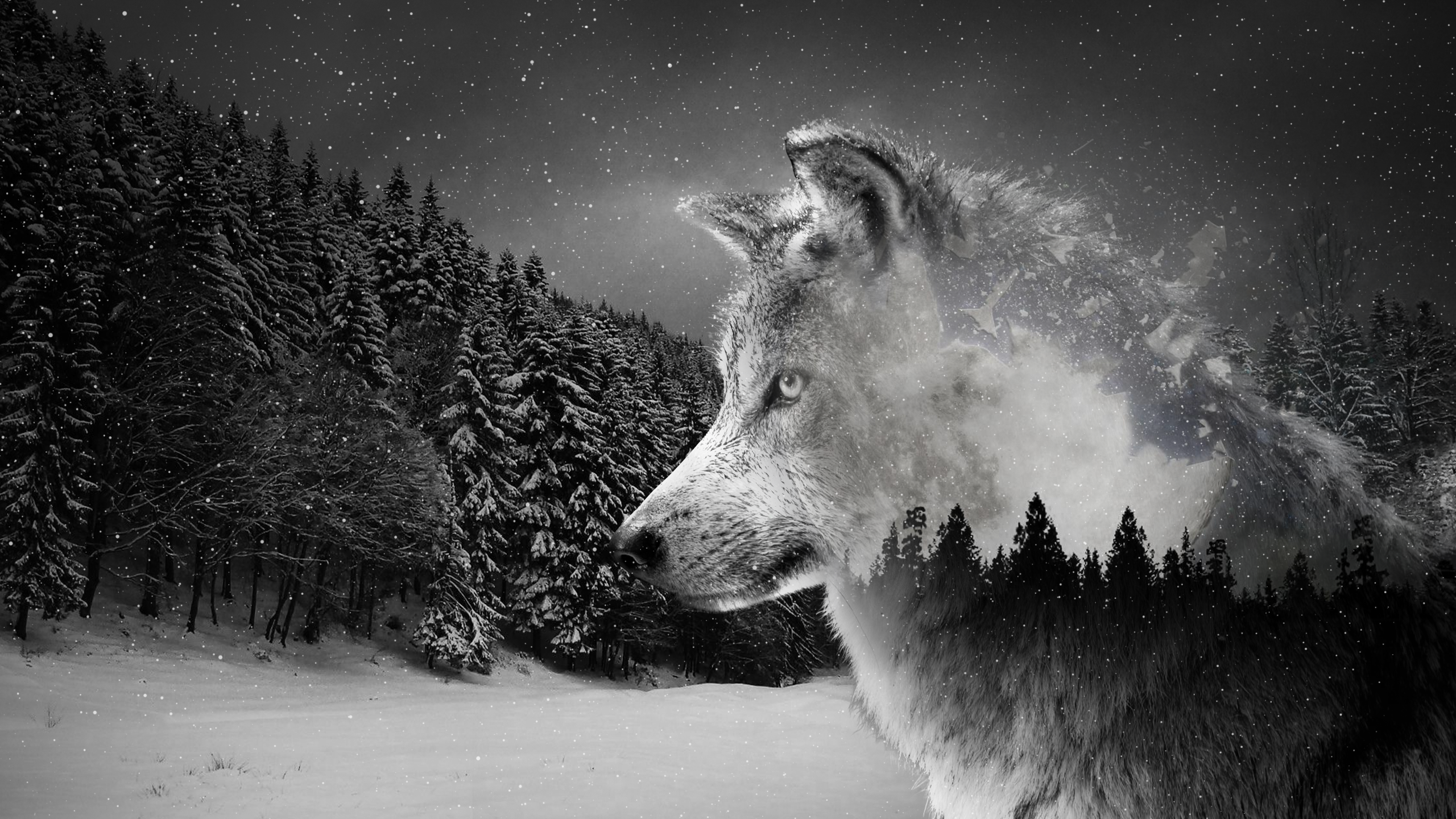 Wolf Desktop Wallpapers