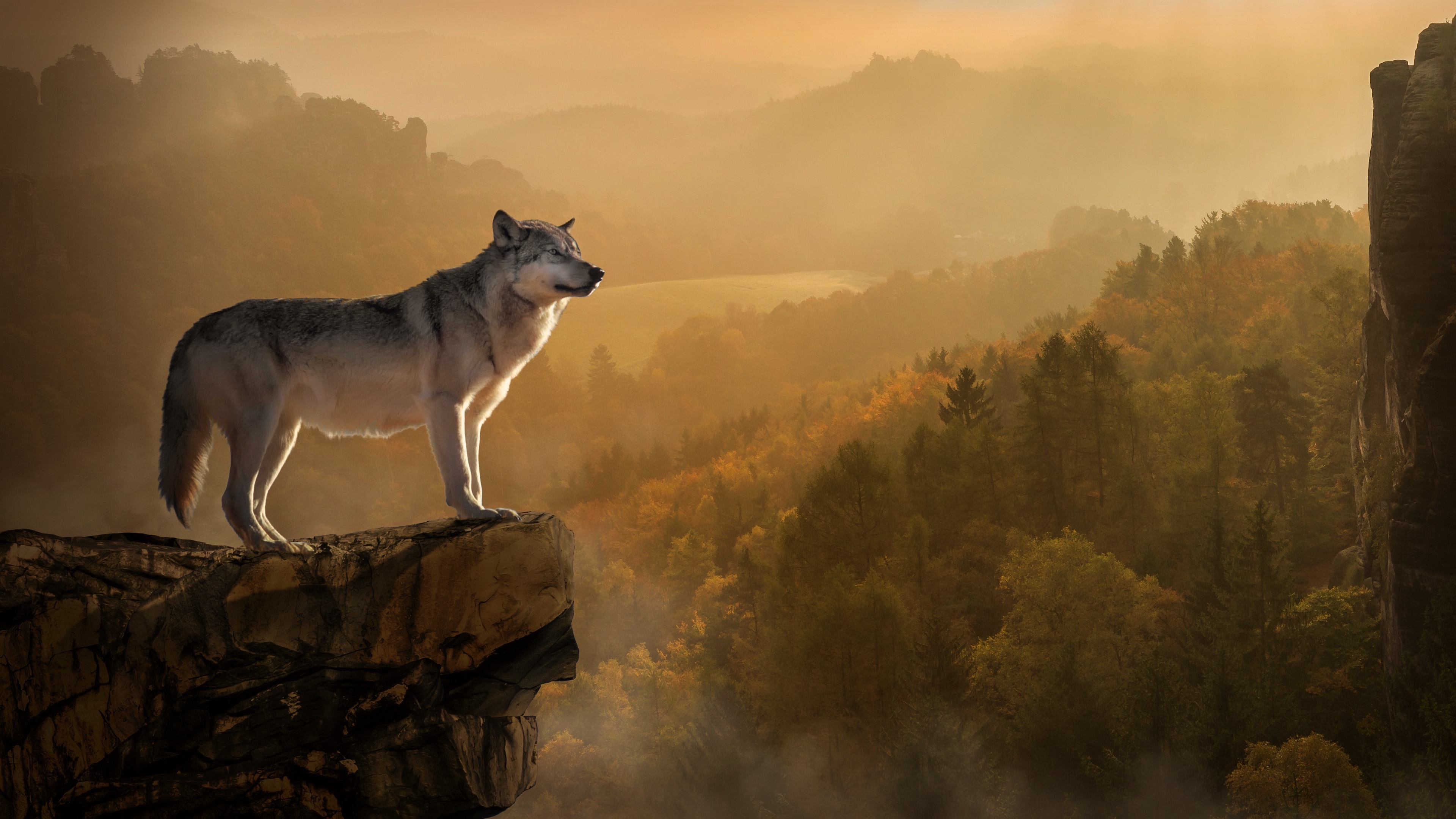 Wolf Desktop Wallpapers