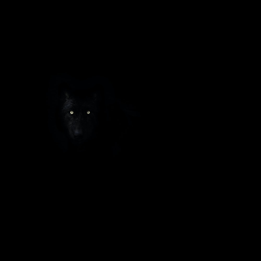 Wolf Eyes Wallpapers