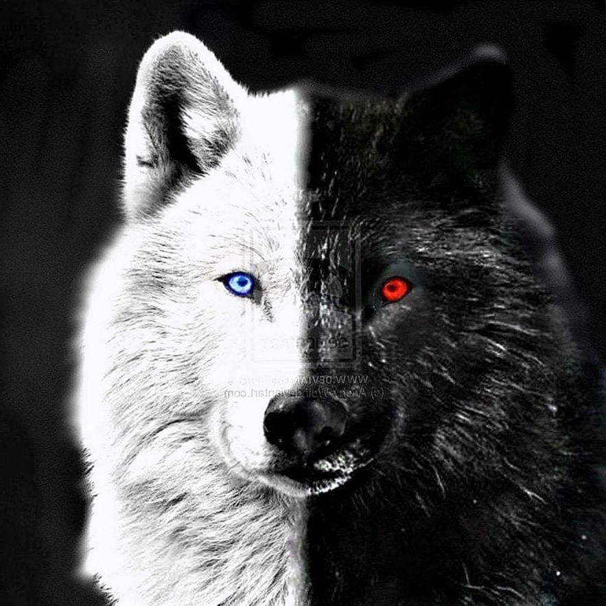 Wolf Eyes Wallpapers