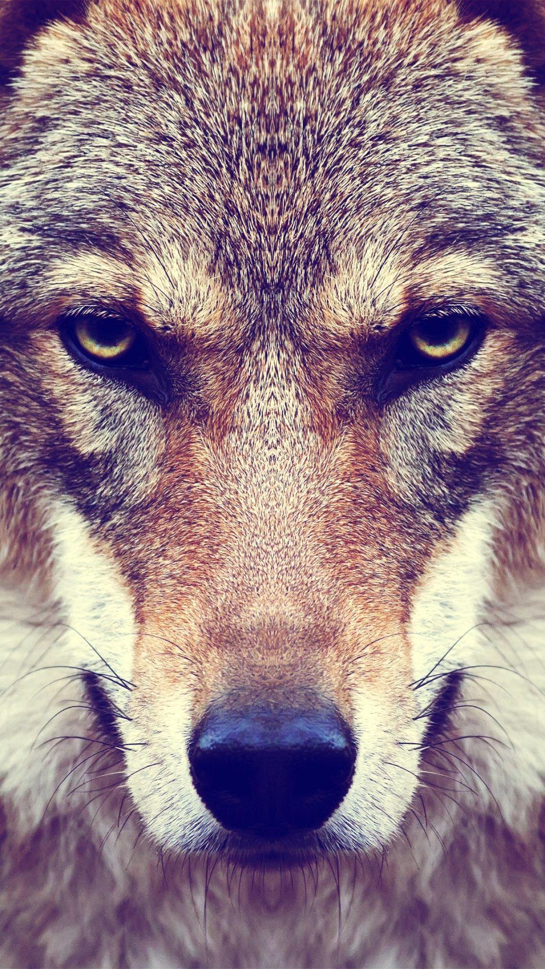 Wolf Face Wallpapers