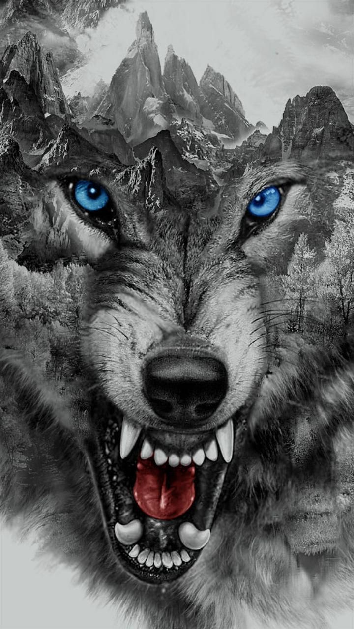 Wolf Face Wallpapers