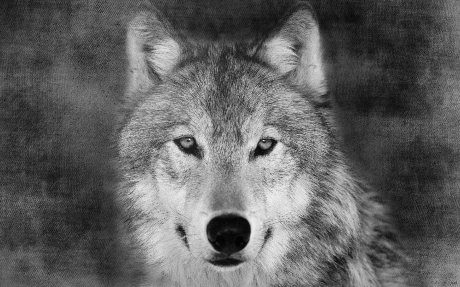 Wolf Face Wallpapers