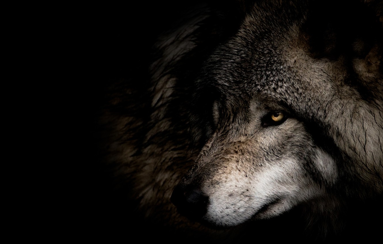 Wolf Face Wallpapers