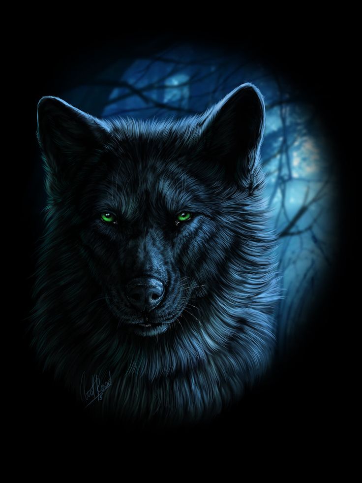 Wolf Face Wallpapers