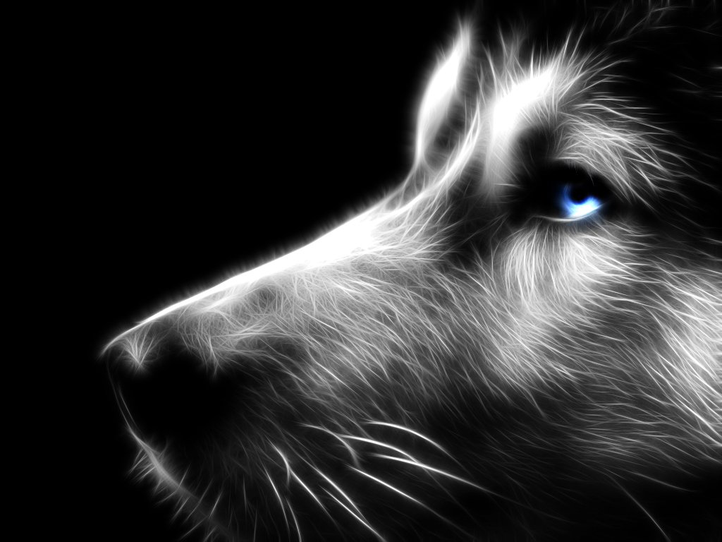 Wolf Face Wallpapers