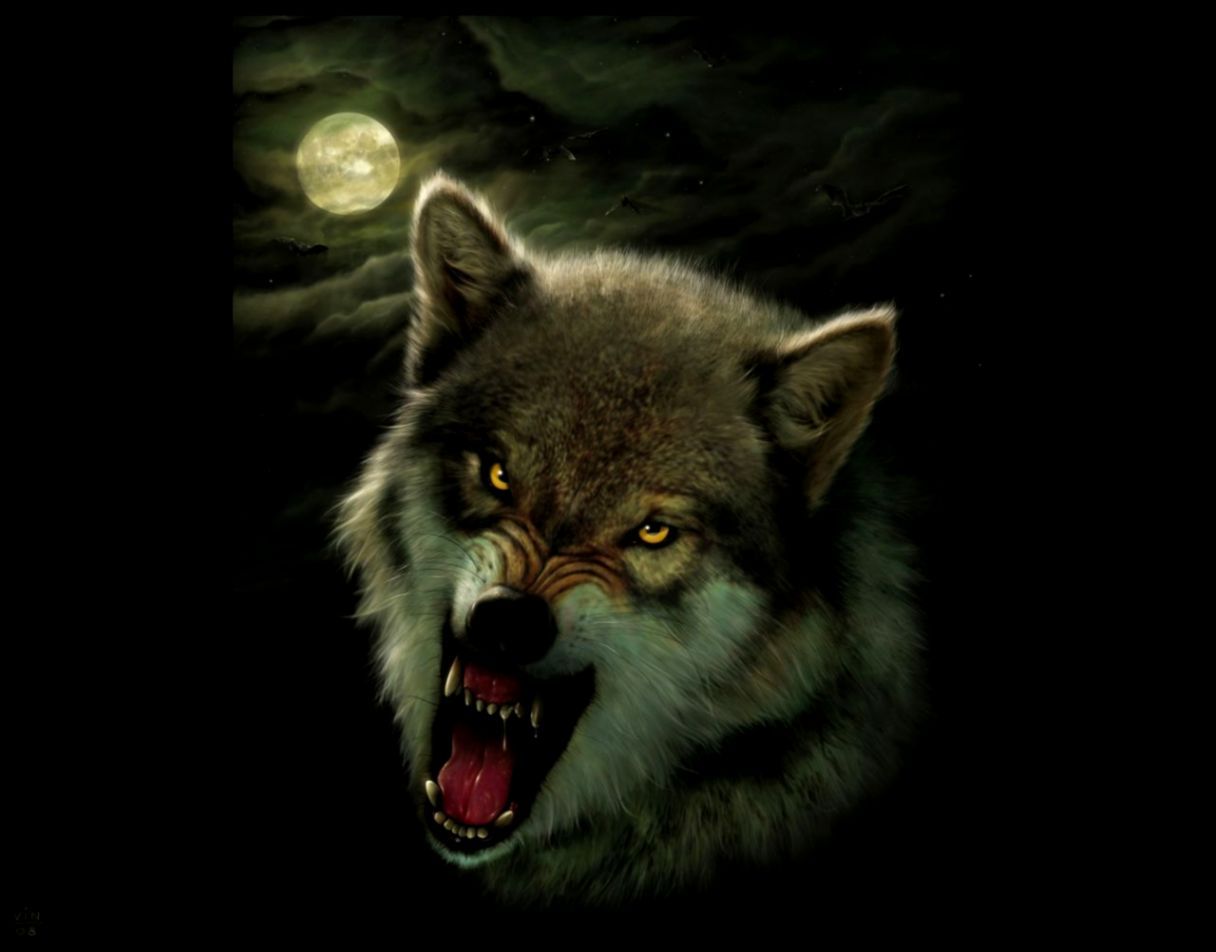 Wolf Face Wallpapers