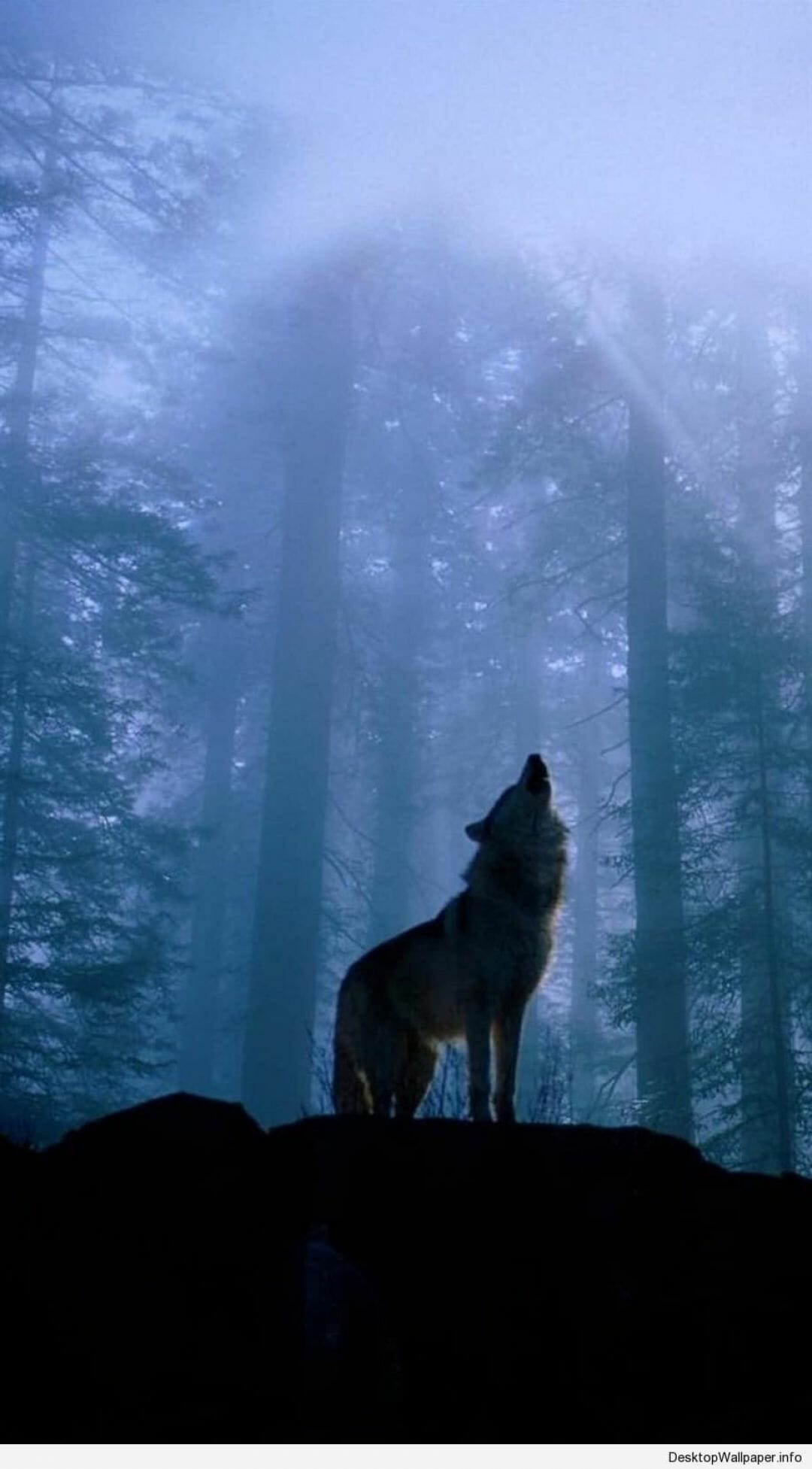 Wolf Hd Wallpapers