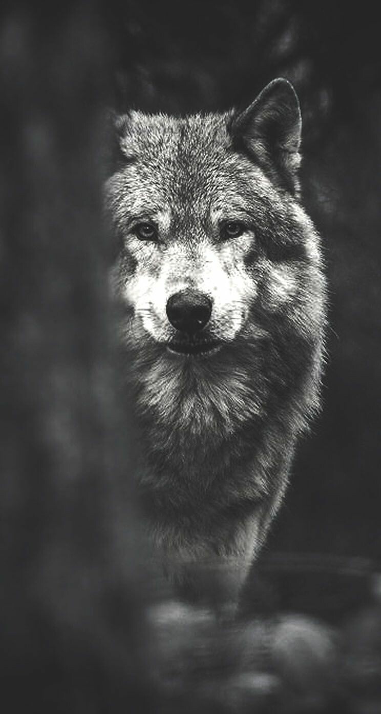 Wolf Hd Wallpapers