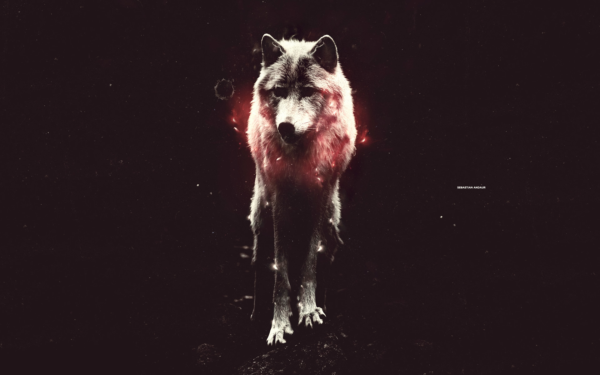 Wolf Hd Wallpapers