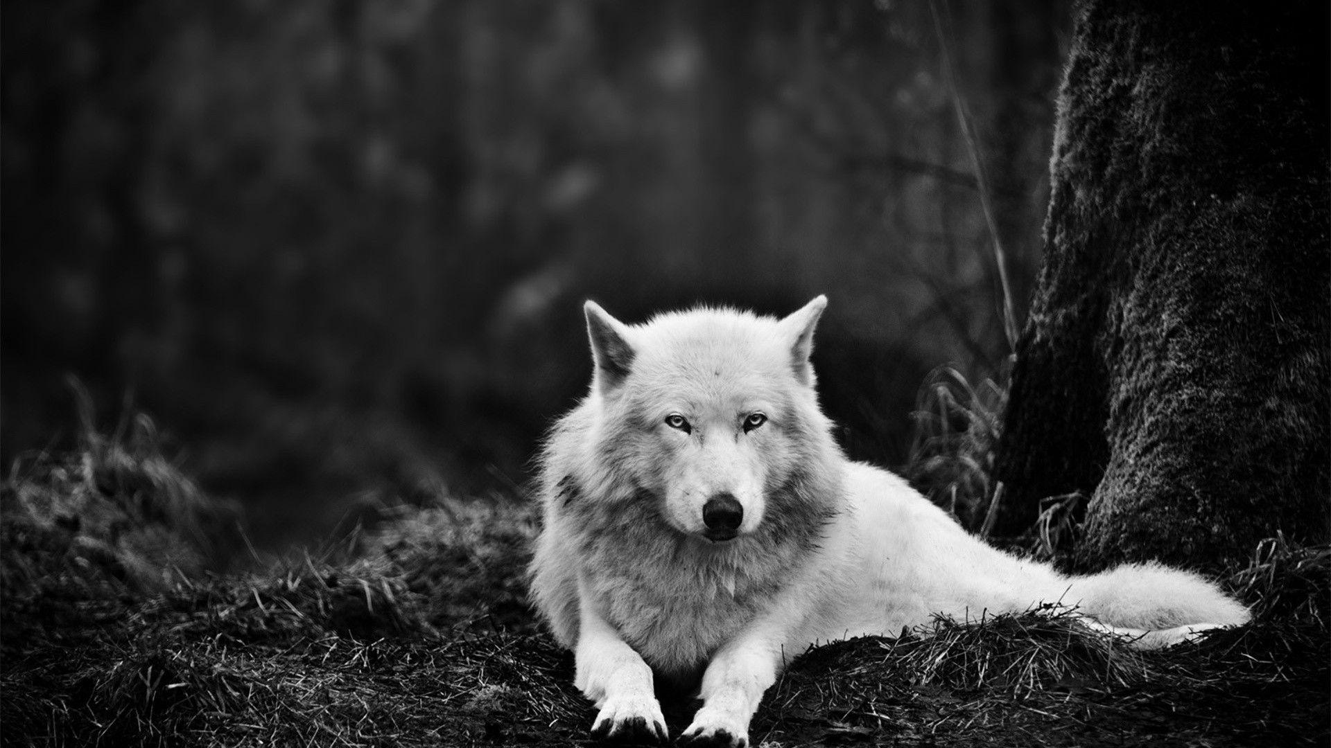 Wolf Hd Wallpapers