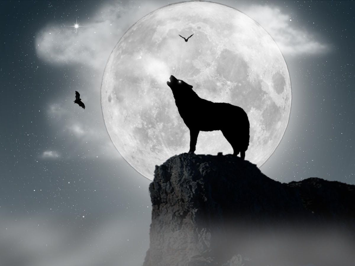 Wolf Howling Wallpapers