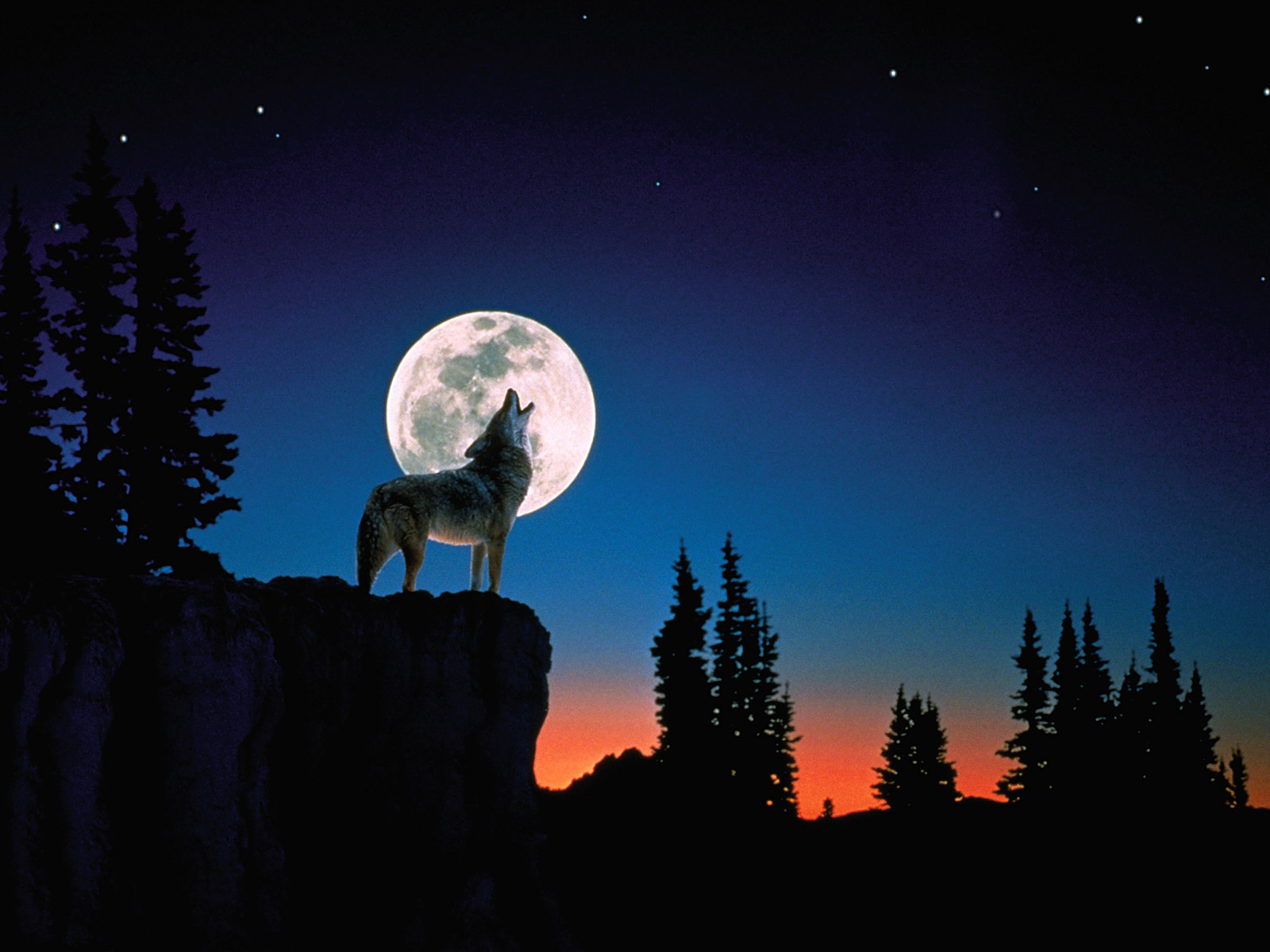 Wolf Howling Wallpapers