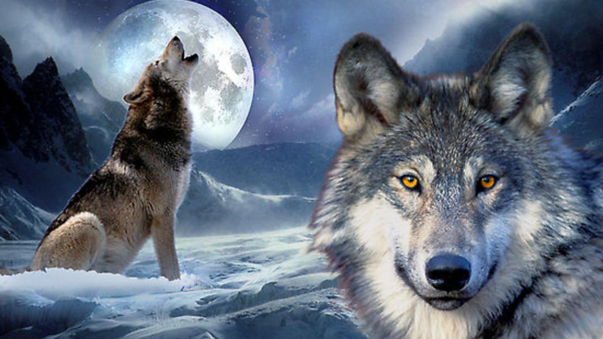 Wolf Howling At The Moon Wallpapers