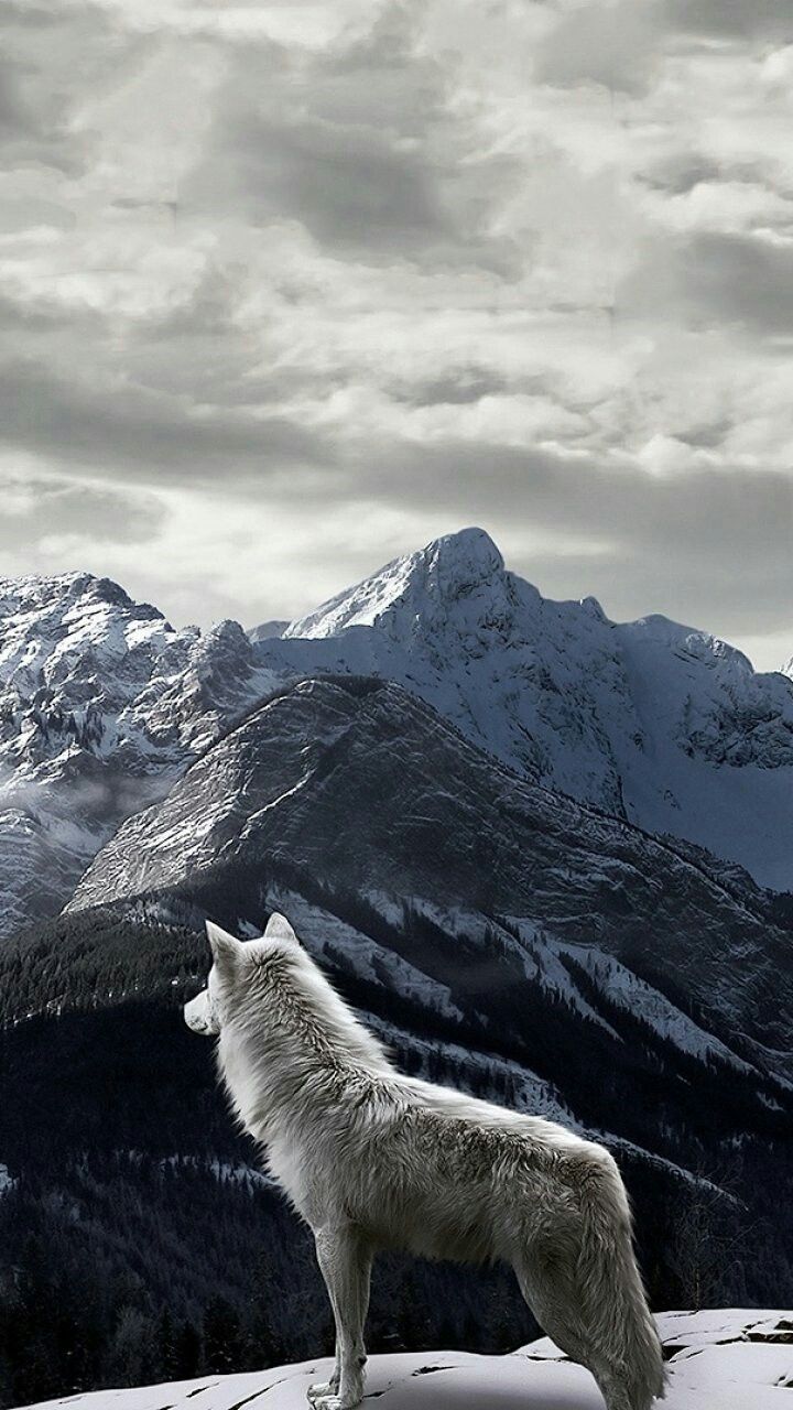 Wolf In Snow Wallpapers